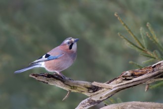 Eurasian jay (Garrulus glandarius), sitting on a branch, Terfens, Tyrol, Austria, Europe