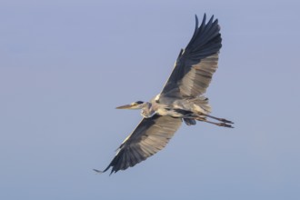Grey heron (Ardea cinerea), adult, in flight, wildlife, heron, waterfowl, Baltic Sea coast, Fehmarn