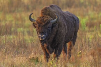 European bison (Bison bonasus) in a clearing in the Bialowieza Forest, Poland, Europe