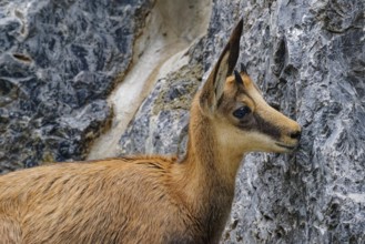Animal portrait, chamois (Rupicapra rupicapra), goat-like, captive, occurring in Europe and Asia