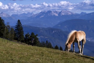 Haflinger horses, foal (Equus ferus caballus) on the pasture, mountain meadow, Vigiljoch near Lana,