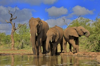 African elephant (Loxodonta africana), adult, juvenile, group with juveniles, at the water,