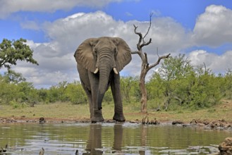 African elephant (Loxodonta africana), bull, male, at the water, Kruger National Park, Kruger
