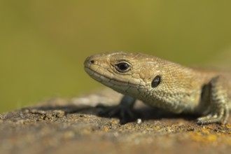 Common lizard (Zootoca vivipara) adult reptile basking on a wooden sleeper, England, United