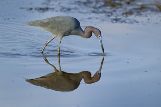 Great Blue Heron (Egretta caerulea), Black Point Wildlife Drive, Titusville, Florida, USA, North
