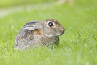 Wild rabbit (Oryctolagus cuniculus), in a meadow, adult, alert, wildlife, mammal, Baltic Sea coast,