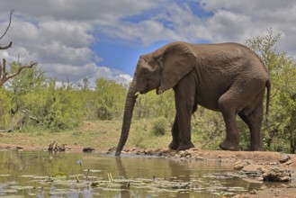 African elephant (Loxodonta africana), bull, male, at the water, drinking, Kruger National Park,