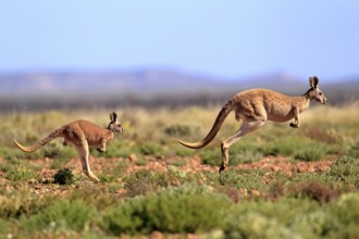 Red kangaroo (Macropus rufus), adult, jumping, mother, young, Tibooburra, Sturt National Park, New