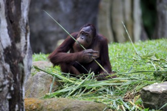 Bornean orangutan (Pongo pygmaeus), adult, female, feeding, Boneo