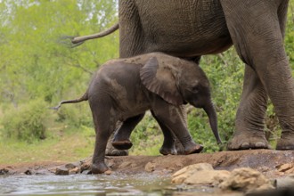 African elephant (Loxodonta africana), young animal, calf, baby elephant, mother, young animal with
