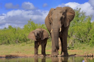 African elephant (Loxodonta africana), juvenile, mother, adult, female, mother with juvenile, at