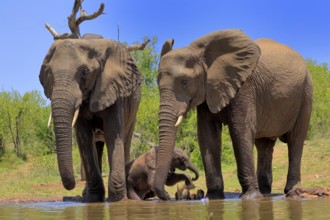 African elephant (Loxodonta africana), juvenile, mother, aunt, adult, female, group, at the water,