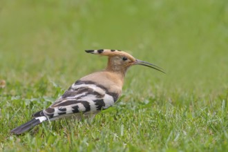 Hoopoe (Upupa epops) standing in the grass, wildlife, animals, birds, migratory bird, Siegerland,