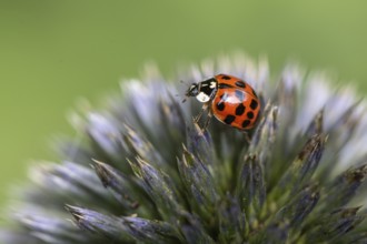 Asian lady beetle (Harmonia axyridis), Emsland, Lower Saxony, Germany, Europe