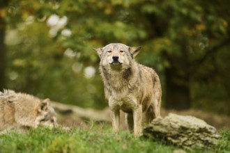 Eastern wolf (Canis lupus lycaon) standing on a meadow, Bavaria, Germany, Europe
