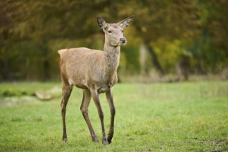 Red deer (Cervus elaphus) hind walking on a meadow, Bavaria, Germany, Europe