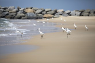 Great egret (Ardea alba, syn.: Casmerodius albus, Egretta alba) at Marari Beach or Strand,
