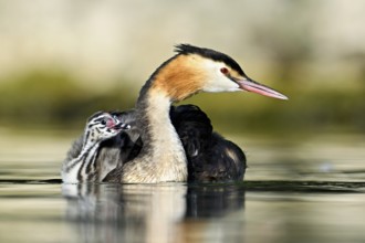 Great Crested Grebe (Podiceps Scalloped ribbonfish), with chicks in plumage swimming in the water,