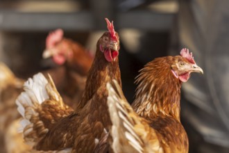 Two brown chickens in intensive close-up under an artificial roof, domestic fowl,