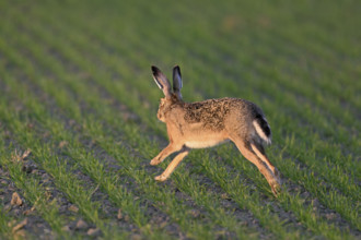 European hare (Lepus europaeus), running across a field, Lake Neusiedl National Park, Seewinkel,