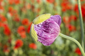 Just opening flower bud of the blue poppy (Papaver somniferum), in the background the red