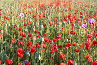 Capsules and individual flowers of the blue poppy (Papaver somniferum) in a field, with the red