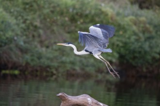 Cocoi Heron (Ardea cocoi) Pantanal Brazil