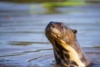 Giant otter (Pteronura brasiliensis) Pantanal Brazil