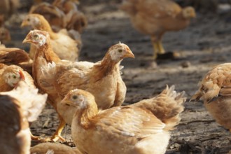 A group of chickens are standing in a field. The chickens are brown and white