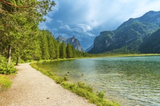 Ducks swimming in the crystal clear waters of lake dobbiaco, surrounded by lush greenery and the