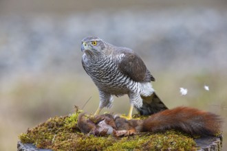 Goshawk (Accipiter gentilis) beheading squirrels Germany