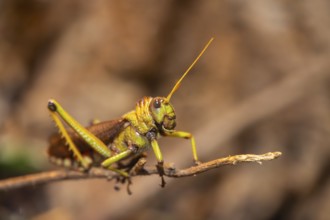 Bird grasshopper (Schistocerca), captive, Germany, Europe