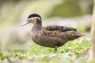 Blue-billed teal (Spatula hottentota) standing on a meadow, Bavaria, Germany, Europe
