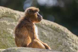 Gelada (Theropithecus gelada) sitting on a rock, captive, Germany, Europe
