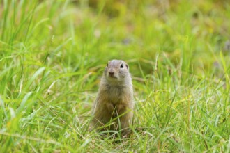 European ground squirrel (Spermophilus citellus) on a meadwo, Bavaria, Germany, Europe