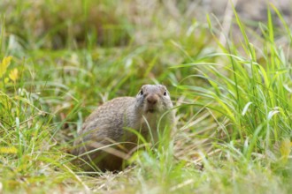 European ground squirrel (Spermophilus citellus) on a meadwo, Bavaria, Germany, Europe