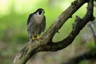 Peregrine falcon (Falco peregrinus), adult, on tree, alert, in summer, Šumava, Czech Republic,