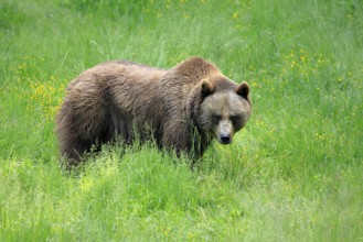 Eurasian brown bear (Ursus arctos arctos), half-grown young, alert, meadow, in summer, Bavarian