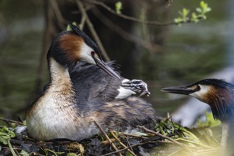 Great Crested Grebe (Podiceps Scalloped ribbonfish) with juveniles), Emsland, Lower Saxony,