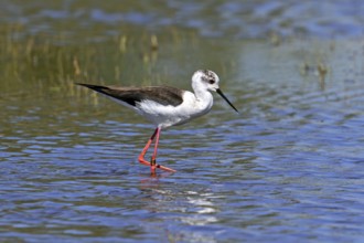 Black-winged stilt (Himantopus himantopus) adult female foraging in shallow water at wetland in