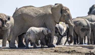Herd of african elephant (Loxodonta africana), mother with young at the waterhole, Etosha National