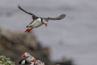 Puffin (Fratercula arctica), approaching to land, Grimsey Island, Iceland, Europe