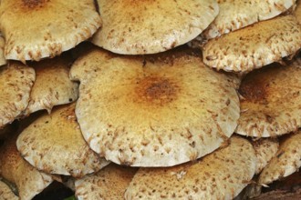 Shaggy scalycap (Pholiota squarrosa), North Rhine-Westphalia, Germany, Europe