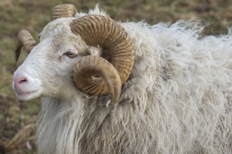Portrait of a male moorland snook with horn (Ovis aries), Rehna, Mecklenburg-Western Pomerania,