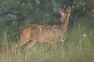 European roe deer (Capreolus capreolus), roebuck changing from winter coat to summer coat,