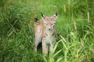 Eurasian lynx (Lynx lynx) sitting in the grass, Bavaria, Germany, Europe