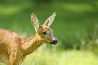 Roe deer (Capreolus capreolus), portrait, Bavaria, Germany, Europe