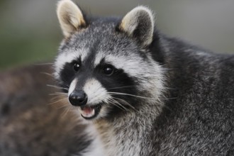 Raccoon (Procyon lotor), portrait, Hesse, Germany, Europe