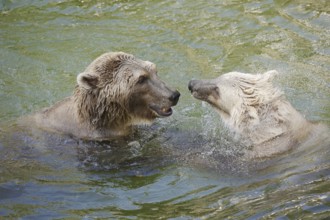 European brown bears (Ursus arctos arctos) playing in the water, captive, Germany, Europe