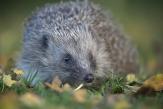European hedgehog (Erinaceus europaeus) adult animal walking across fallen autumn leaves on a